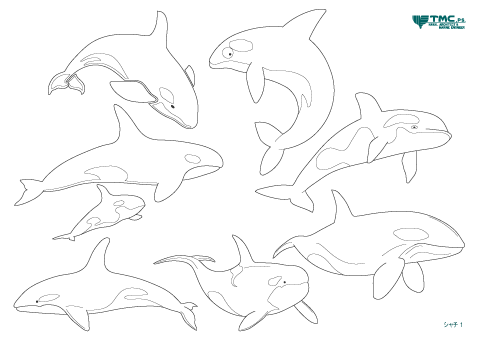 クラフト 塗り絵 海 動植物 シャチ